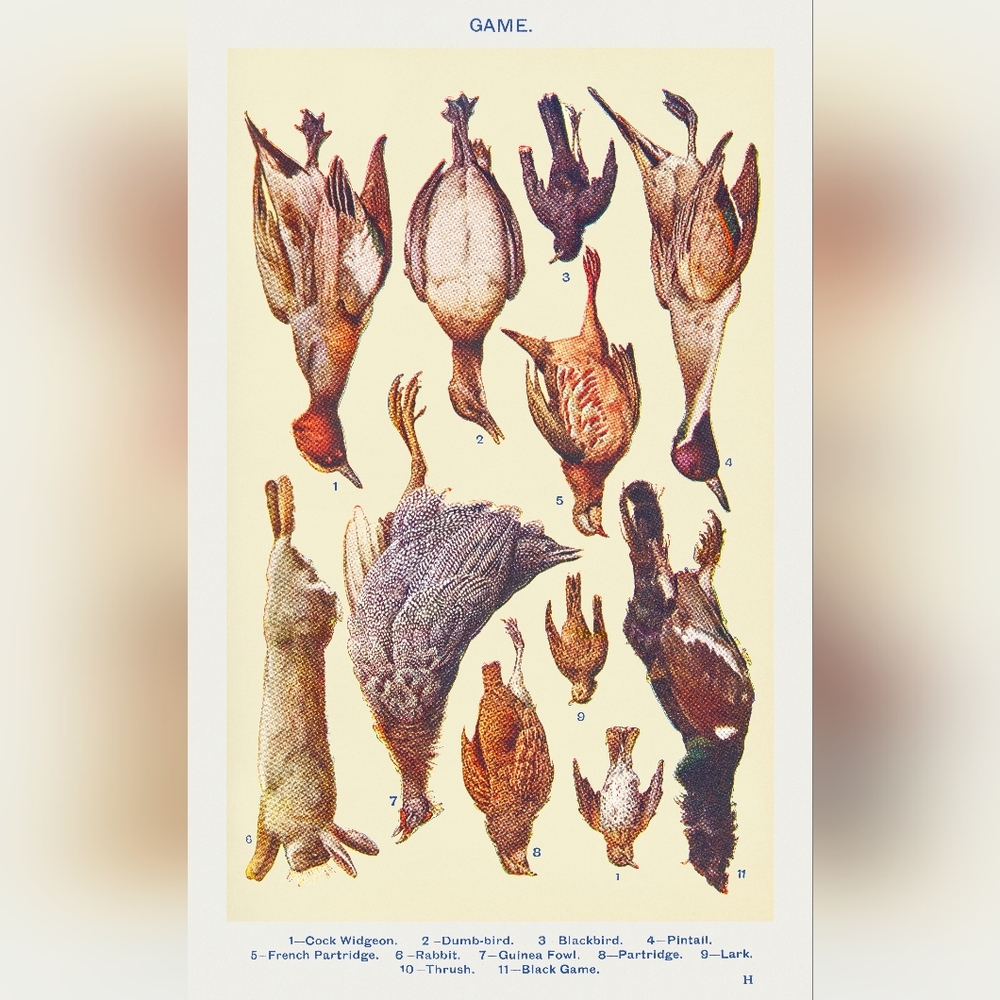 Vintage Game Bird Illustration Print